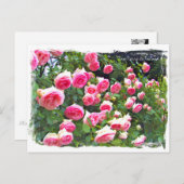 Rosa Pierde Ronsard ポ [Postcard] ス ト  ド Postkarte (Vorne/Hinten)