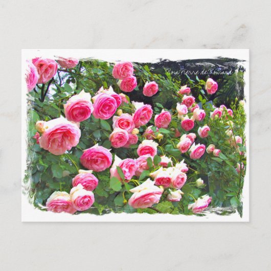Rosa Pierde Ronsard ポ [Postcard] ス ト  ド Postkarte (Vorderseite)