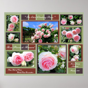 Rosa Pierre de Ronsard [Art Poster] Poster