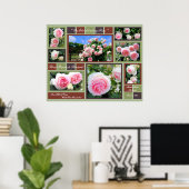 Rosa Pierre de Ronsard [Art Poster] Poster (Heimbüro)