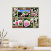 Rosa Pierre de Ronsard [Art Poster] Poster (Küche)