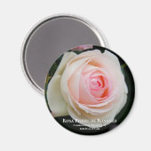 Rosa Pierre de Ronsard Magnet (Vorderseite/Rückseite)