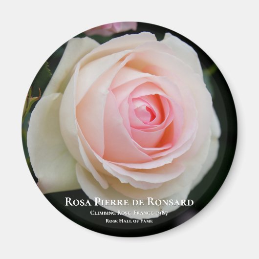Rosa Pierre de Ronsard Magnet (Vorne)