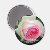 Rosa Pierre de Ronsard Magnet (Vorderseite/Rückseite)