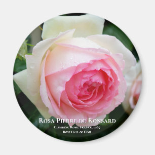 Rosa Pierre de Ronsard Magnet