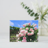 Rosa Pierre de Ronsard [Postcard] Postkarte (Stehend Vorderseite)