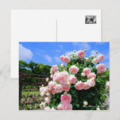 Rosa Pierre de Ronsard [Postcard] Postkarte (Vorne/Hinten)