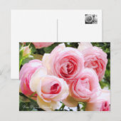 Rosa Pierre de Ronsard [Postcard] Postkarte (Vorne/Hinten)