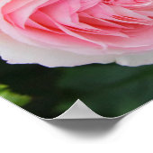 Rosa Pierre de Ronsard Poster (Ecke)