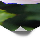 Rosa Pierre de Ronsard [Poster] Poster (Ecke)