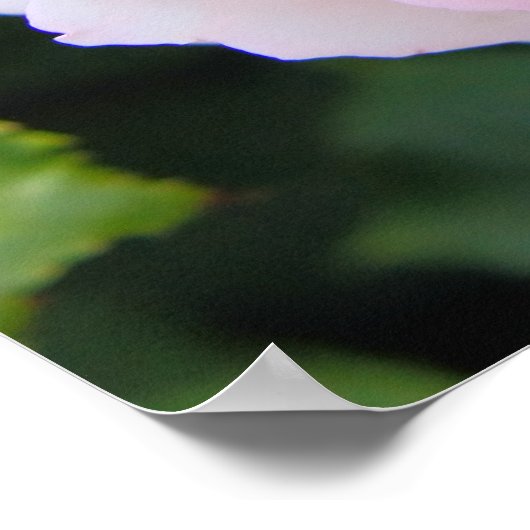 Rosa Pierre de Ronsard [Poster] Poster (Ecke)