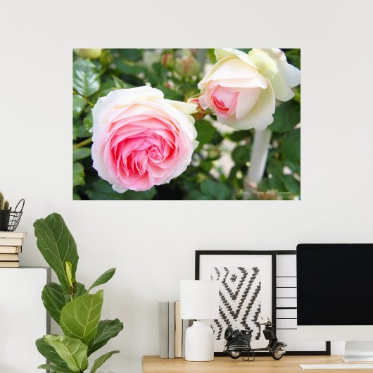 Rosa Pierre de Ronsard [Poster] Poster (Heimbüro)