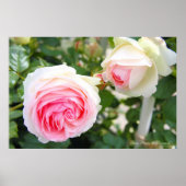 Rosa Pierre de Ronsard [Poster] Poster (Vorne)