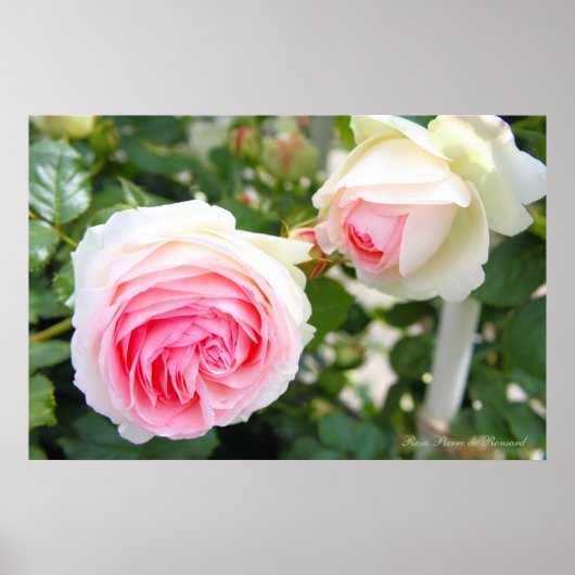 Rosa Pierre de Ronsard [Poster] Poster (Vorne)