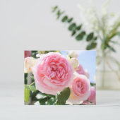 Rosa Pierre de Ronsard: Postkarte (Stehend Vorderseite)