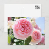 Rosa Pierre de Ronsard: Postkarte (Vorne/Hinten)