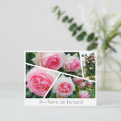 Rosa Pierre de Ronsard Postkarte (Stehend Vorderseite)