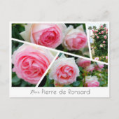 Rosa Pierre de Ronsard Postkarte (Vorderseite)