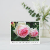 Rosa Pierre de Ronsard Postkarte (Stehend Vorderseite)
