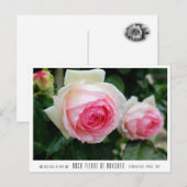 Rosa Pierre de Ronsard Postkarte (Vorne/Hinten)