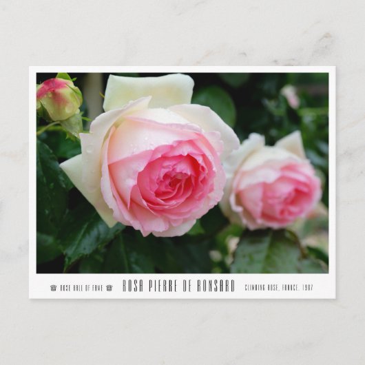 Rosa Pierre de Ronsard Postkarte (Vorderseite)