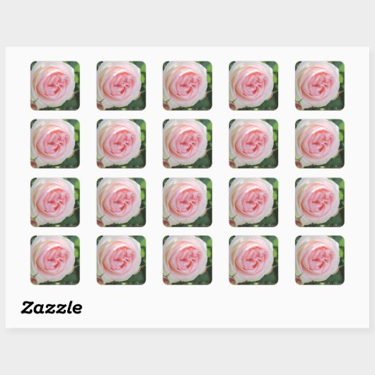 Rosa Pierre de Ronsard:Seal Quadratischer Aufkleber (Blatt)
