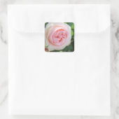 Rosa Pierre de Ronsard:Seal Quadratischer Aufkleber (Tasche)