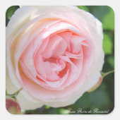 Rosa Pierre de Ronsard:Seal Quadratischer Aufkleber (Vorderseite)