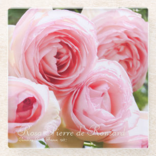 Rosa Pierre de Ronsard [Untersetzer aus Glas] Glasuntersetzer