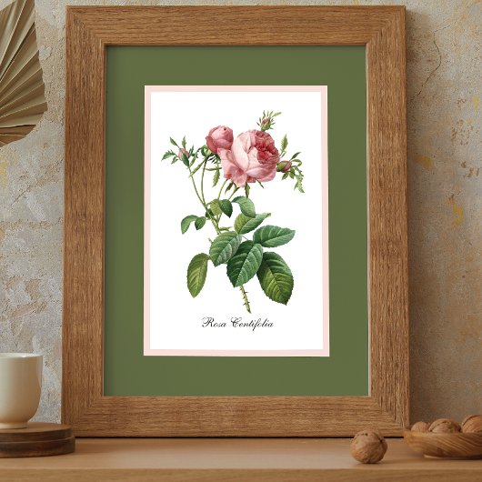 Rosa Pierre Redoute Botanisch Poster