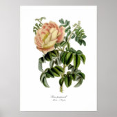 Rosa pimprenelle poster (Vorne)
