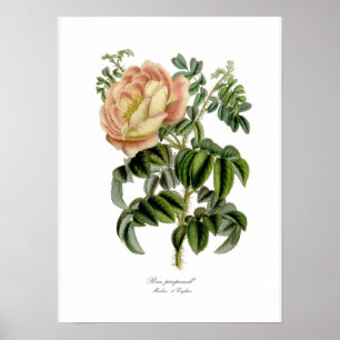 Rosa pimprenelle poster