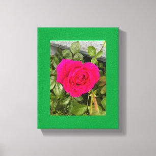 Rosa Pink #4 Leinwanddruck