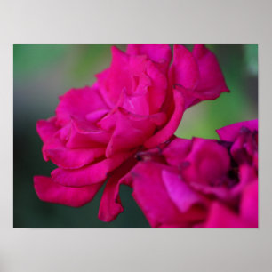 Rosa Pink Blume Poster