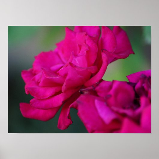 Rosa Pink Blume Poster (Vorne)