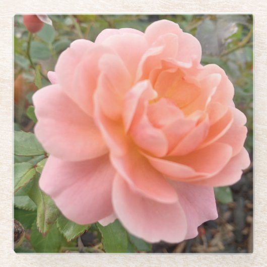 Rosa Pink Coster Glasuntersetzer (Vorderseite)