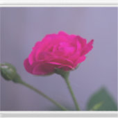 Rosa 'Pink Garden Rose' Aufkleber (Vorderseite)