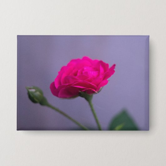 Rosa 'Pink Garden Rose' Button (Vorderseite)