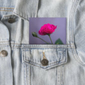 Rosa 'Pink Garden Rose' Button (Insitu)