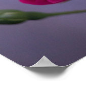 Rosa 'Pink Garden Rose' Poster (Ecke)