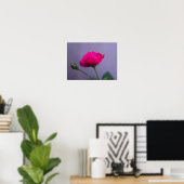 Rosa 'Pink Garden Rose' Poster (Heimbüro)