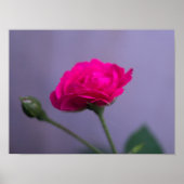 Rosa 'Pink Garden Rose' Poster (Vorne)