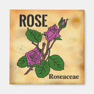 Rosa Pink Line-Art im Stil von gealtertem Papier   Magnet