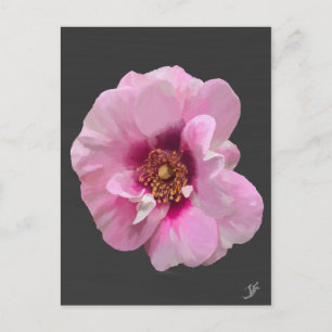 Rosa Pink mit Purple Heart - Ölgemälde Postkarte