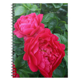 Rosa Pink Peony Notizblock