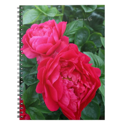 Rosa Pink Peony Notizblock (Vorderseite)