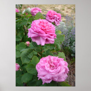 Rosa Pink Rose Blumen Floral Garten John Hopper Poster