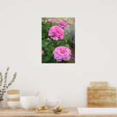 Rosa Pink Rose Blumen Floral Garten John Hopper Poster (Küche)