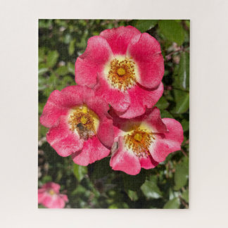Rosa 'Pink Single-Petaled Shrub', San Mateo Puzzle
