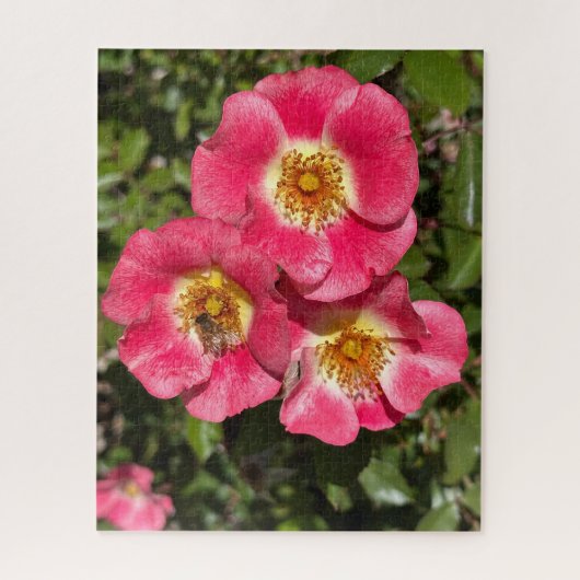 Rosa 'Pink Single-Petaled Shrub', San Mateo Puzzle (Vertikal)